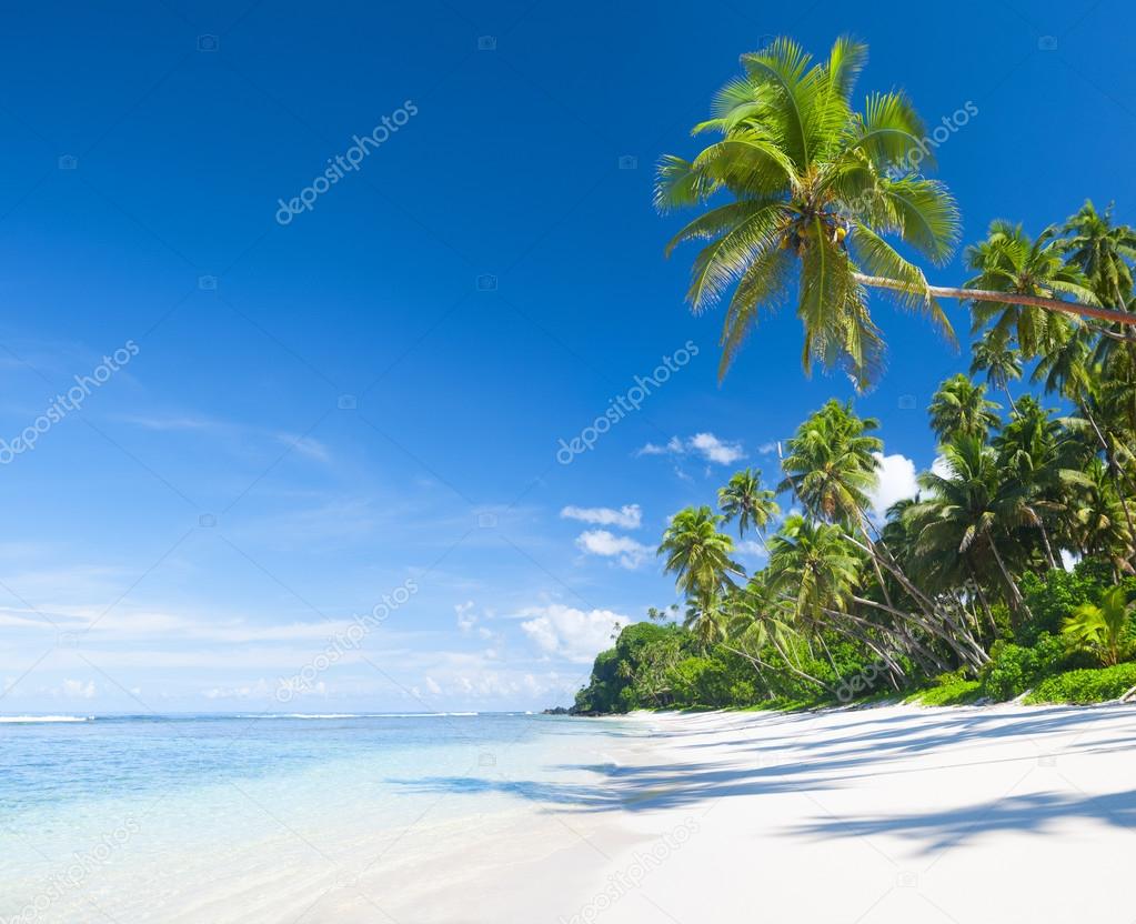 paradise with palm trees