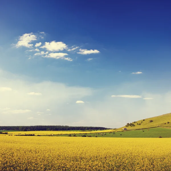 Summer Landscape and Flowers Field — Stock Photo, Image