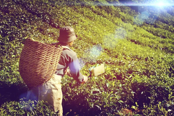 Kétkezi munkás szedés Tea ültetvény — Stock Fotó