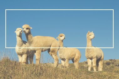 Alpaka Lama hayvanlar
