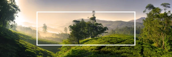 Nascer do sol plantação de chá — Fotografia de Stock