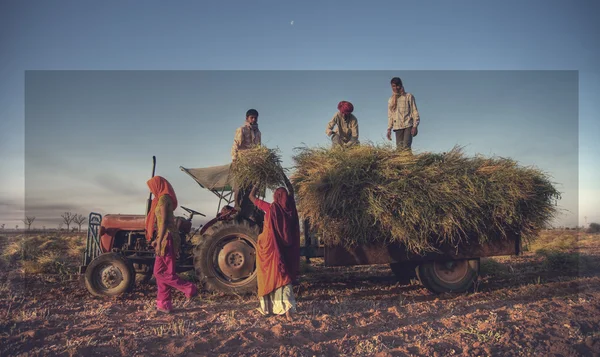 Family harvesting crops — Stock Photo, Image