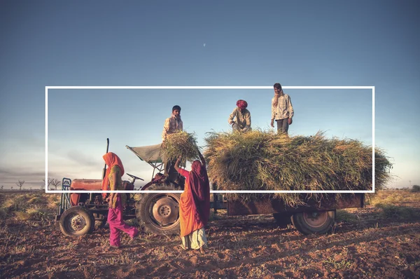 Family harvesting crops — Stock Photo, Image