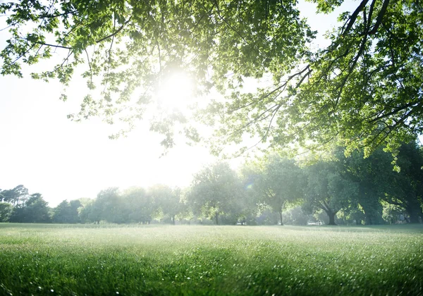 Groene weide in Park — Stockfoto