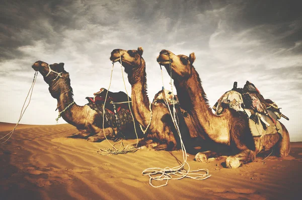 Chameaux et désert, culture indienne — Photo