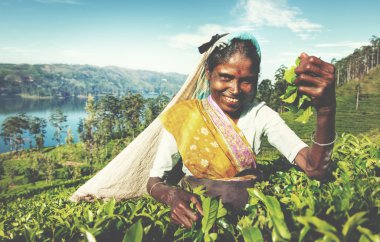 Sri Lanka çay seçici hasat