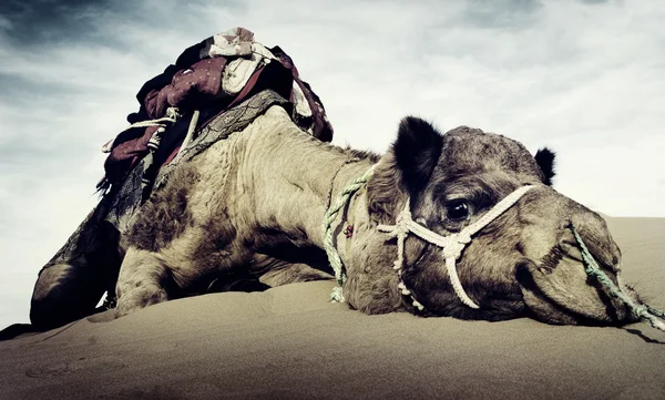 骆驼在沙漠里休息 — 图库照片