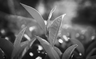 Sri Lanka yeşil yaprakları