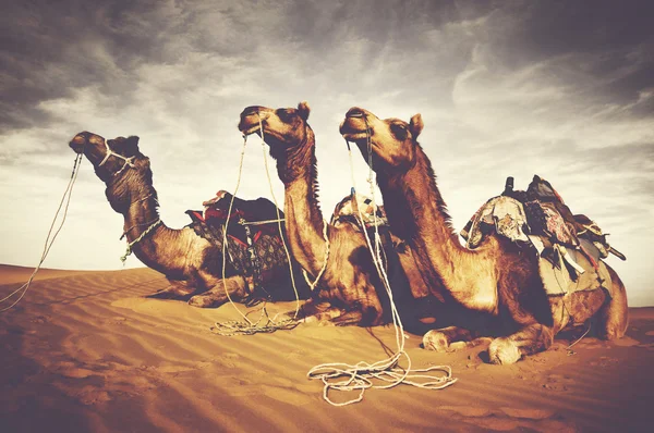 Kamele und Wüste, indische Kultur — Stockfoto