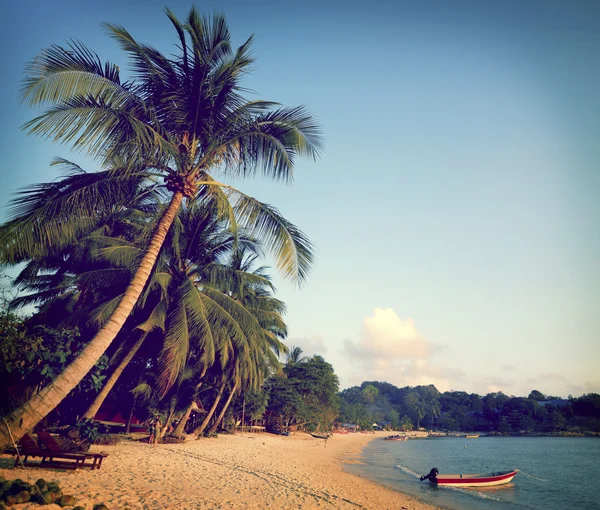 Verano Isla Tropical y palmeras —  Fotos de Stock