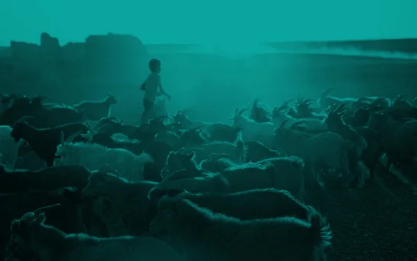 Kazakh garçon troupeaux ses chèvres pour la traite — Photo