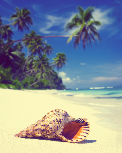 Shell on Tropical Beach Concept