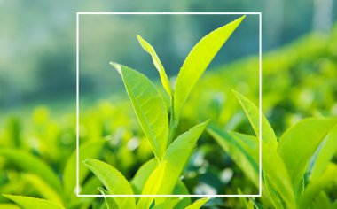 Kare kare kenarlık kavramı