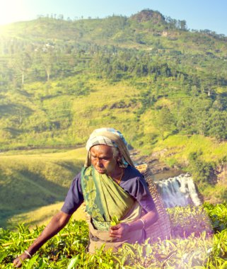 Sri Lanka çay toplama kadın kavramı bırakır