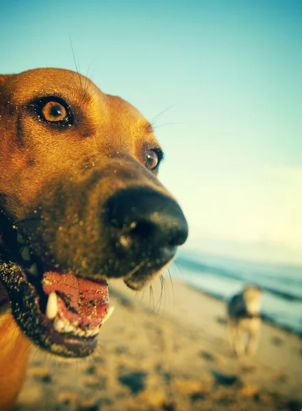 Pes na koncepci Samoa Beach — Stock fotografie
