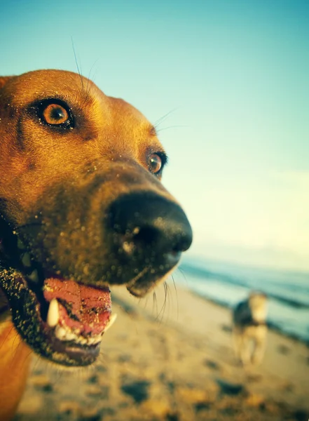 Dog on Samoa Beach Concept — Stock Photo, Image