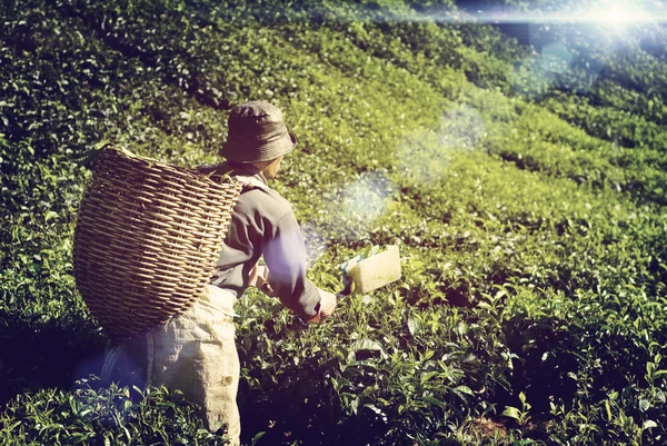 Jordbrukaren tebladen plocka koncept — Stockfoto
