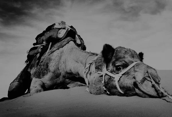 Conceito de Camelo no Deserto — Fotografia de Stock