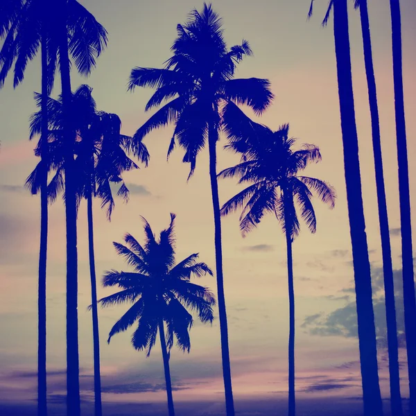 Sylwetka palmy kokosowe drzewo — Zdjęcie stockowe