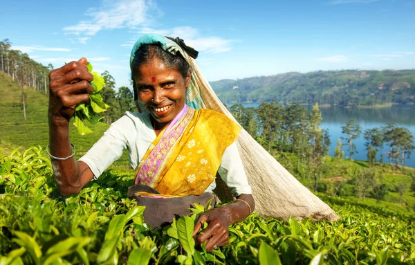 Kobieta zbierania herbaty pozostawia koncepcja — Zdjęcie stockowe