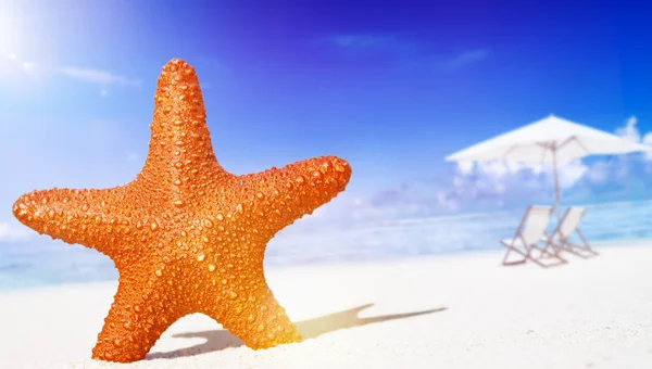 Sjöstjärna på stranden tropiska koncept — Stockfoto