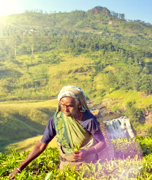 Sri Lanki kobiet zbierania herbaty pozostawia koncepcja — Zdjęcie stockowe