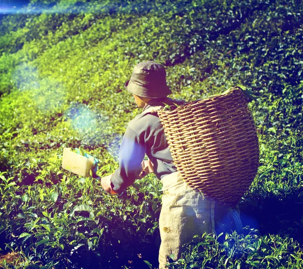 Mezőgazdasági termelő szedés tealevél koncepció — Stock Fotó