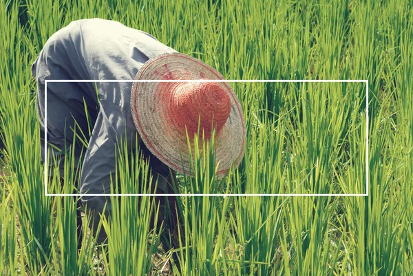 Raccolta del riso Concetto di agricoltore — Foto Stock