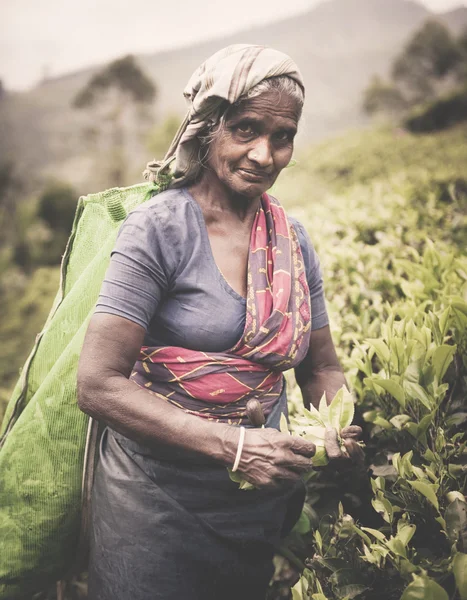 Woman Picking tea Leaves Concept — Stock Photo, Image