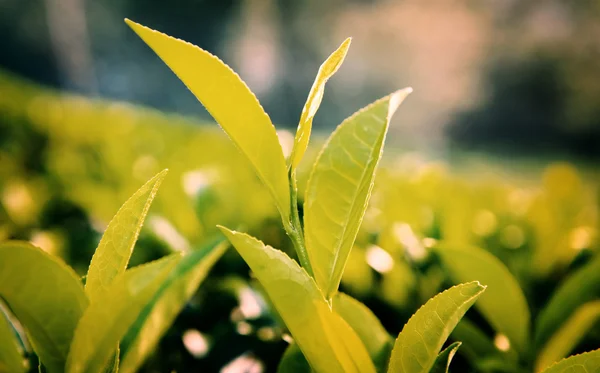 Folhas verdes em Sri Lanka — Fotografia de Stock