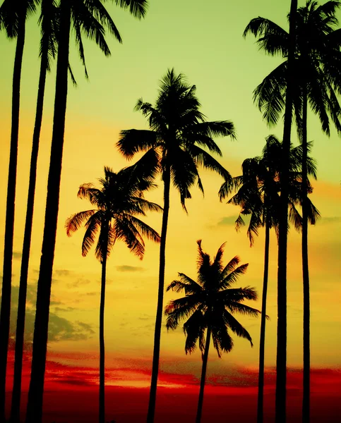 Silhouettes of Coconut Palm Trees Concept — Stock Photo, Image