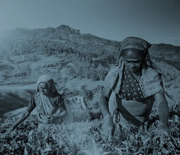 Sri-lankische Frauen pflücken Teeblätter — Stockfoto