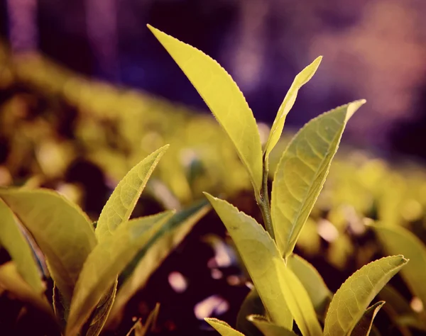 Grüne Blätter in sri lanka — Stockfoto