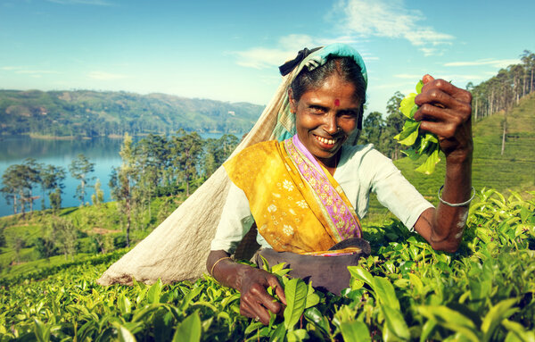 Sri Lankan Tea Picker Harvesting