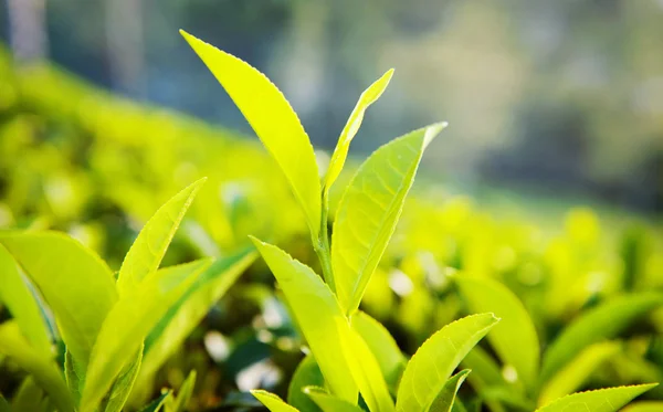 Folhas verdes em Sri Lanka — Fotografia de Stock