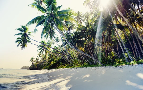 Concepto de naturaleza tropical de playa —  Fotos de Stock