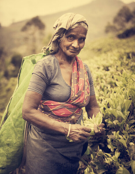 Woman Picking tea Leaves Concept