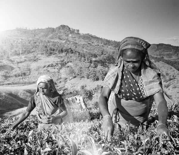 Kobiet zbieranie koncepcja liści herbaty — Zdjęcie stockowe