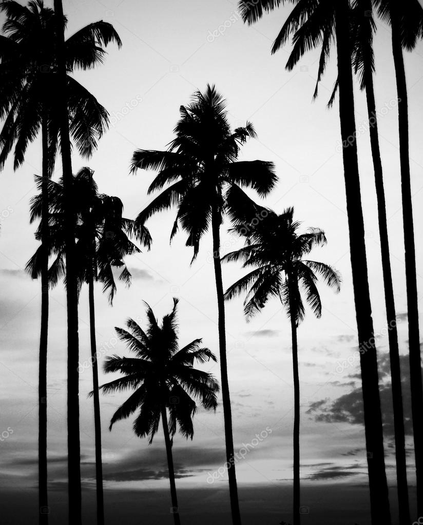 Silhouette Coconut Palm Tree