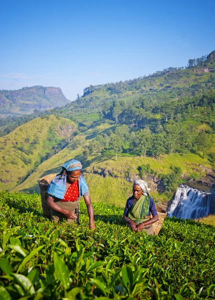 Women Picking Tea Leaves Concept — Stock Photo, Image