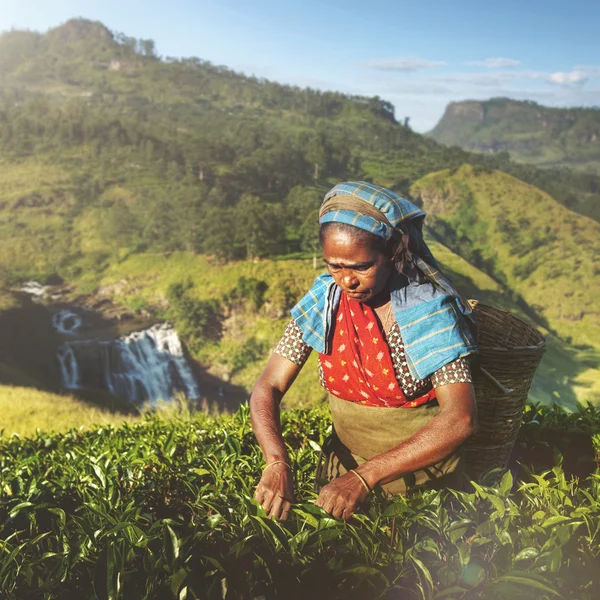 Tea Picker Picks Leaves Concept — Stock Photo, Image