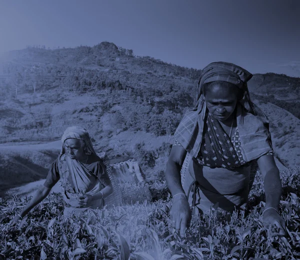 Donne raccogliendo tè foglie concetto — Foto Stock