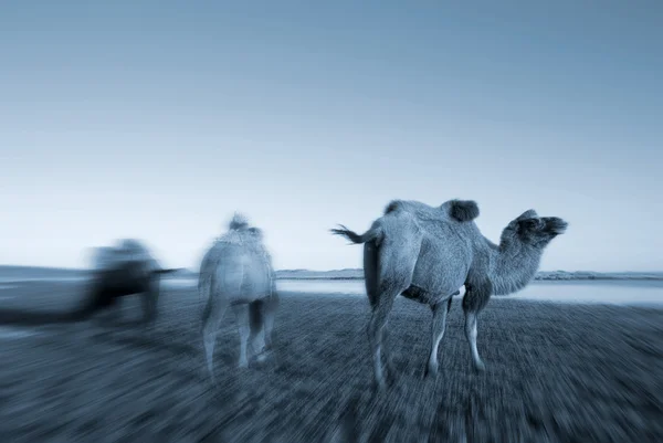 Три верблюда едят траву — стоковое фото