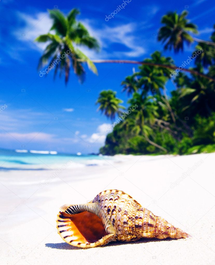 Shell on Tropical Beach Concept