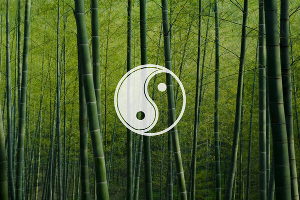 Бамбуковые леса Китая
