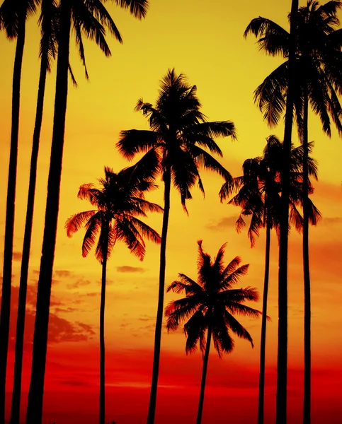 Silhouet Coconut Palm Tree — Stockfoto