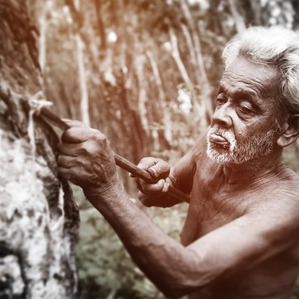 Homme tapant concept d'arbre en caoutchouc — Photo