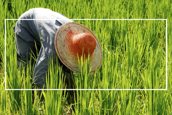 Agricoltore asiatico che raccoglie riso — Foto Stock