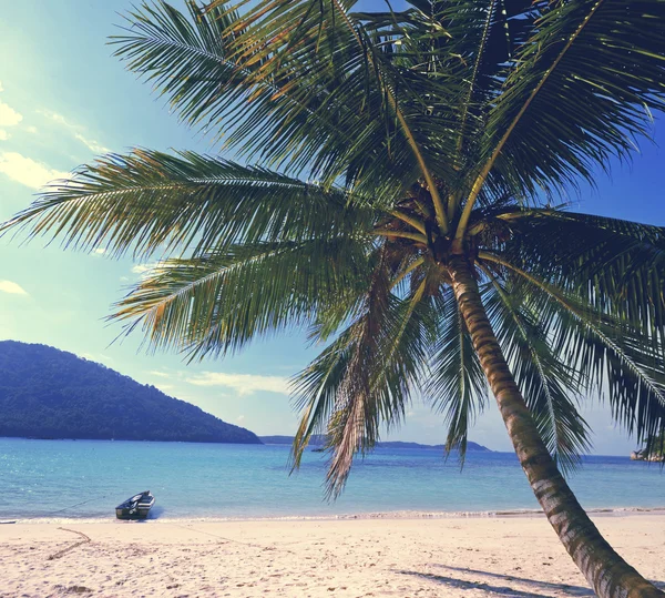 Verano Isla Tropical y palmeras — Foto de Stock