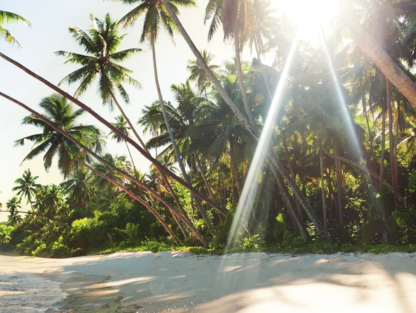 Concepto de naturaleza tropical de playa — Foto de Stock